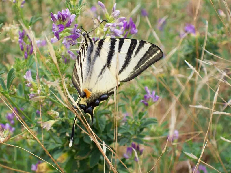 Camping LE ROC QUI PARLE