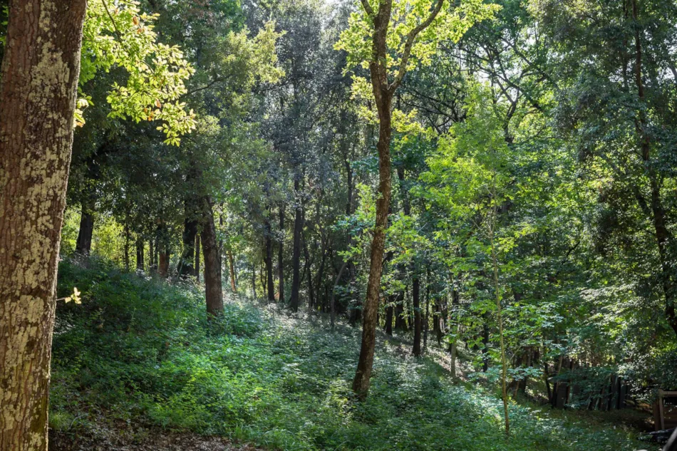 hu Montescudaio village