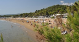 Camping Capo Vieste - image n°17 - Roulottes