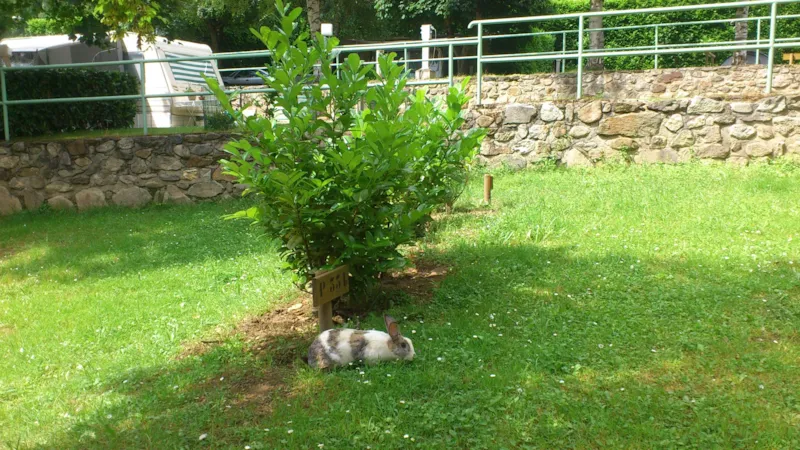 Forfait Confort Tente + Electricité 10A + Voiture
