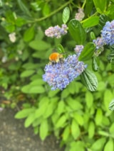 Foto #9 van Flower Camping LA PIBOLA