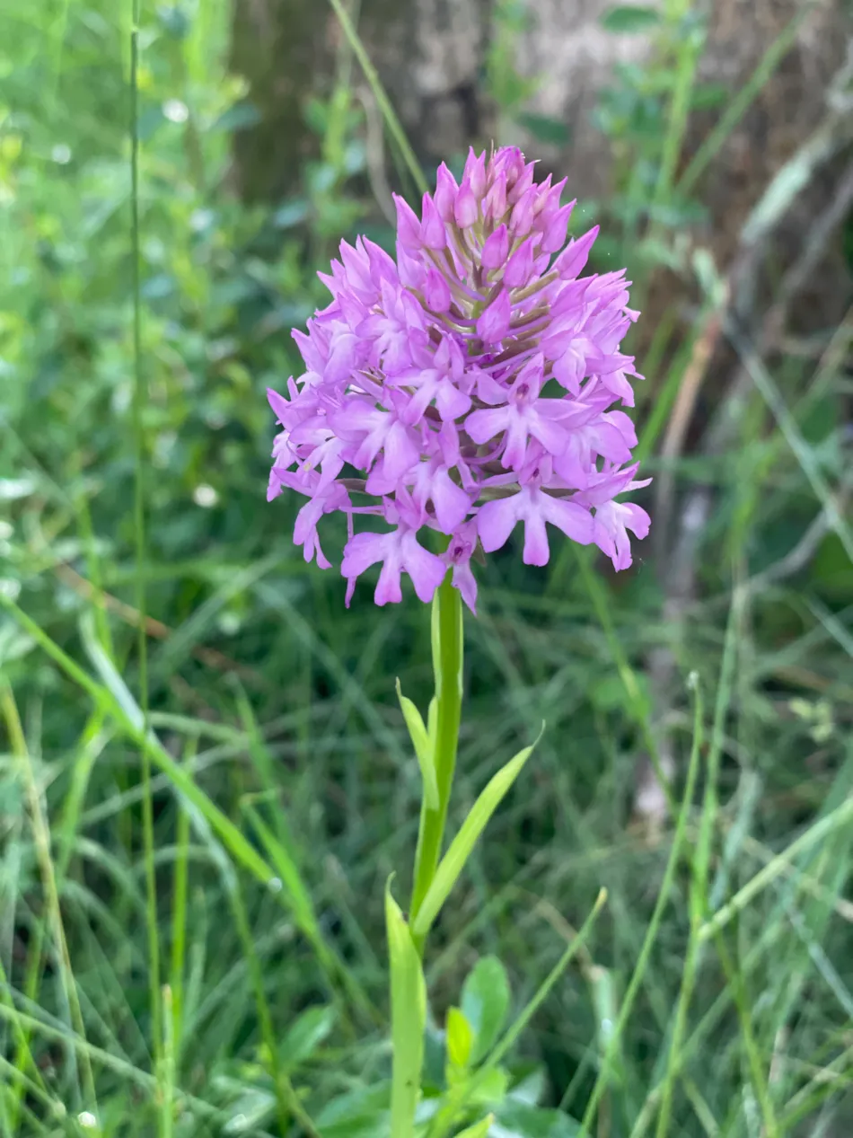 Flower Camping LA PIBOLA