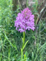 Foto #10 van Flower Camping LA PIBOLA