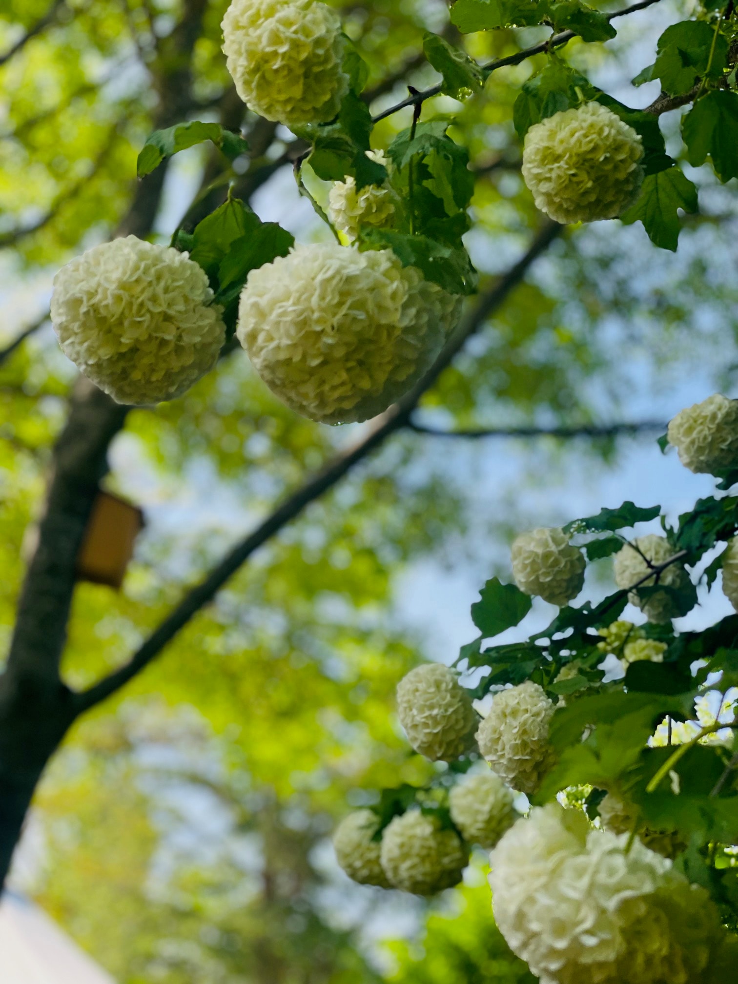Flower Camping LA PIBOLA — Photo 7