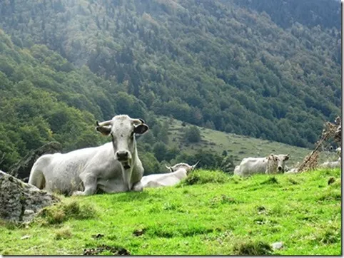 Camping du Lac Mercus - image n°42 - UniversalBooking