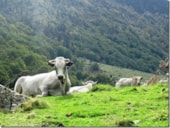 Camping du Lac Mercus