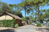 Safari Lodge 6/ 2017 / Con Piano Safari Lodge 6/ 2017 / Con Piano