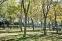 Piazzola Delimitata - Zona B, Classic Piazzola Delimitata - Zona B, Classic