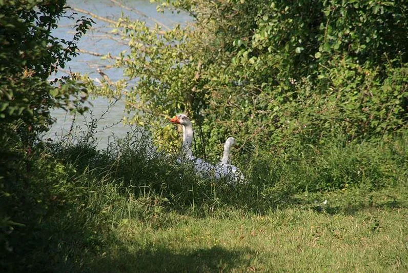 Domaine du Lac de Neguenou