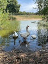 Foto #60 van Camping L’Étang du Pays Blanc
