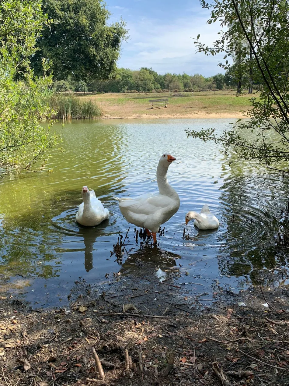 Camping L'Étang du Pays Blanc