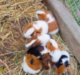 Foto #61 van Camping L’Étang du Pays Blanc