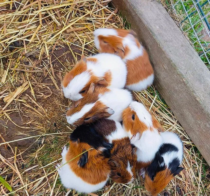 Camping L'Étang du Pays Blanc