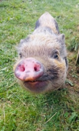 Foto #59 van Camping L’Étang du Pays Blanc