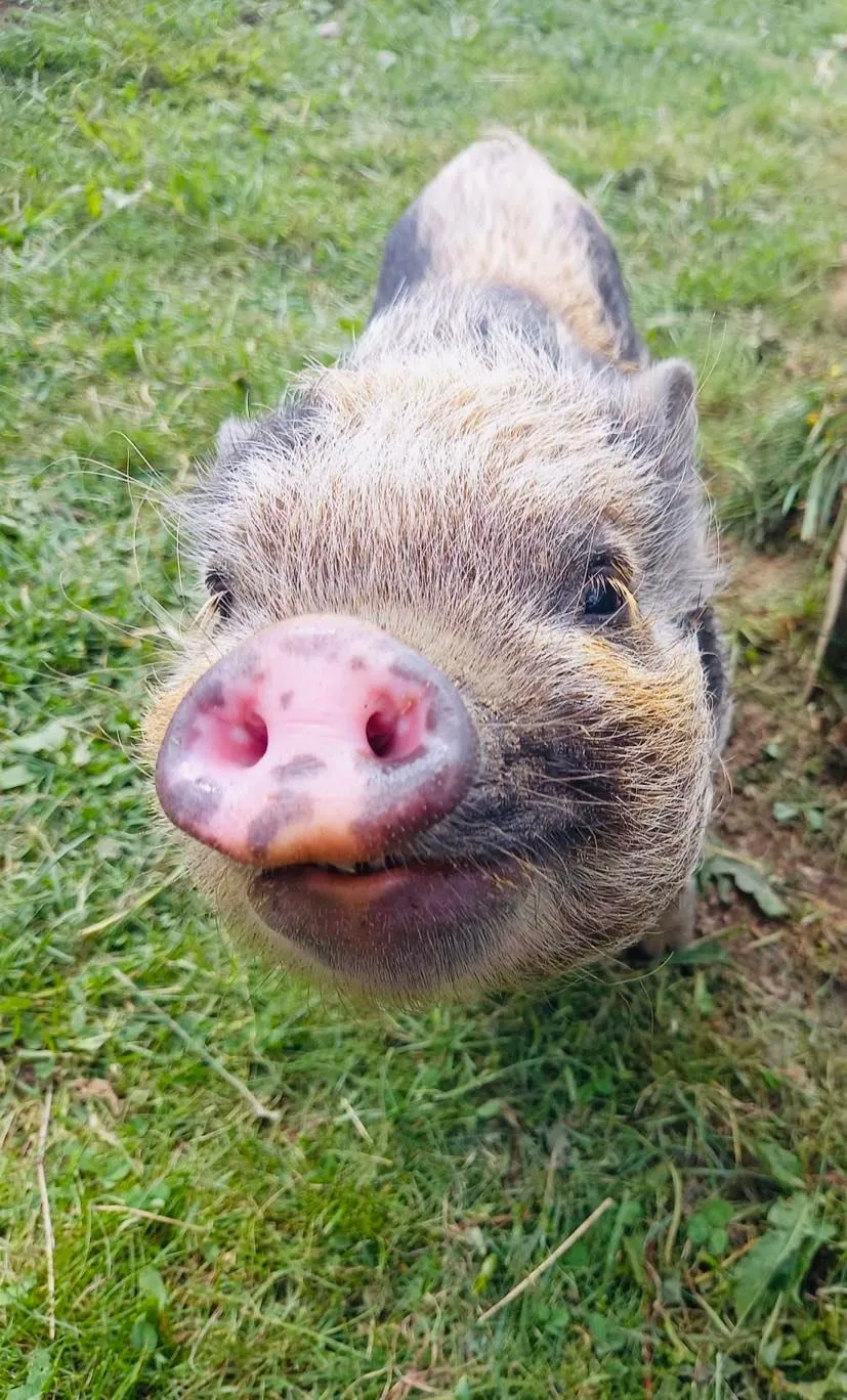 Camping L'Étang du Pays Blanc