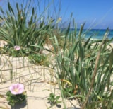 Foto #24 van Torre Rinalda Beach Camping & Resort