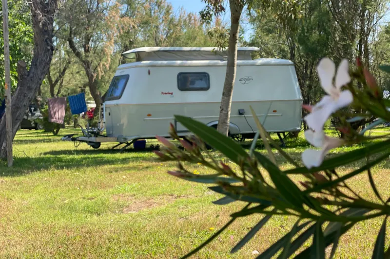 Standard Pitch + 4 Amp Electric