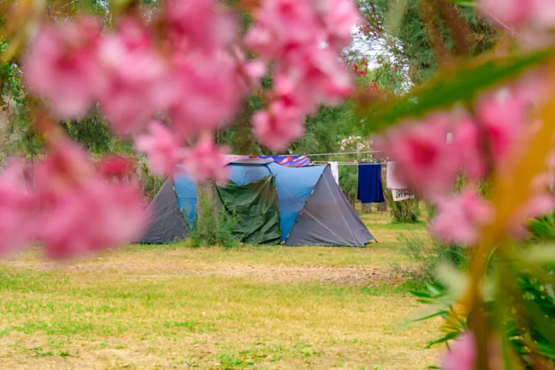 Standard Pitch + 4 Amp Electric