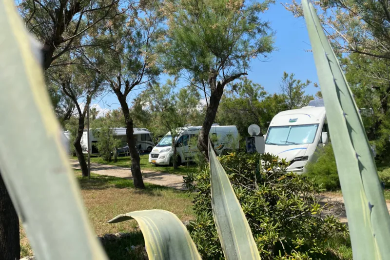 Premium Pitch (With Private Bathroom) + 10 Amp Electric