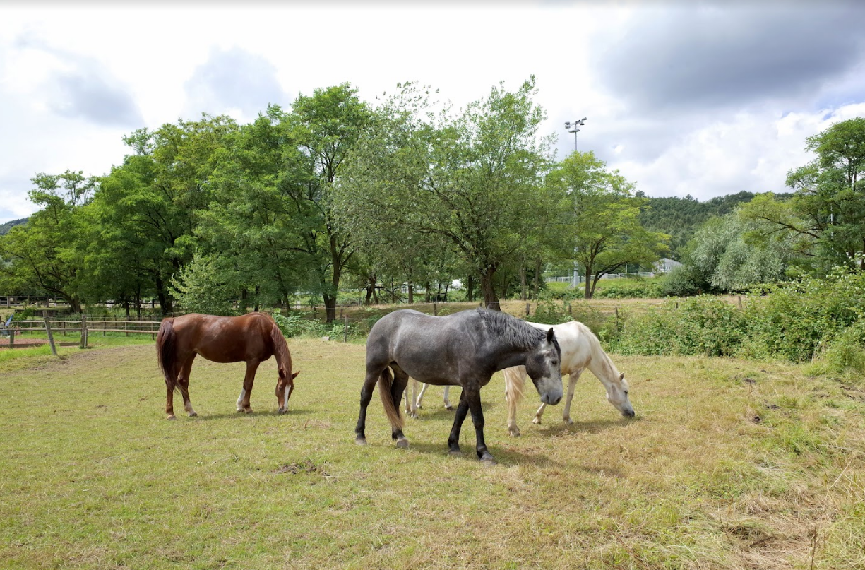 Camping Seasonova Les Portes d'Alsace — Foto 7
