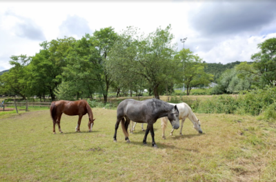 Camping Seasonova Les Portes d'Alsace