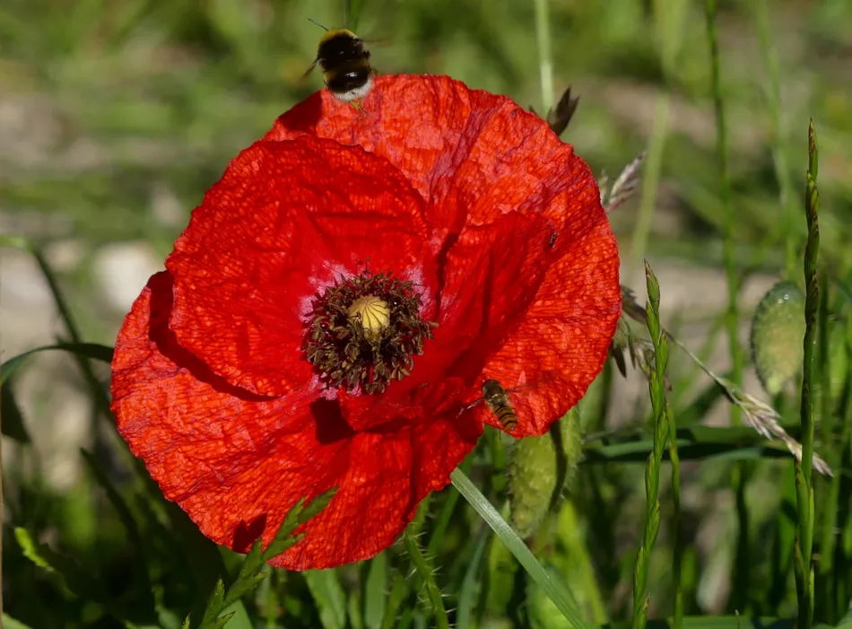 Flower Camping Le Soleil des Bastides
