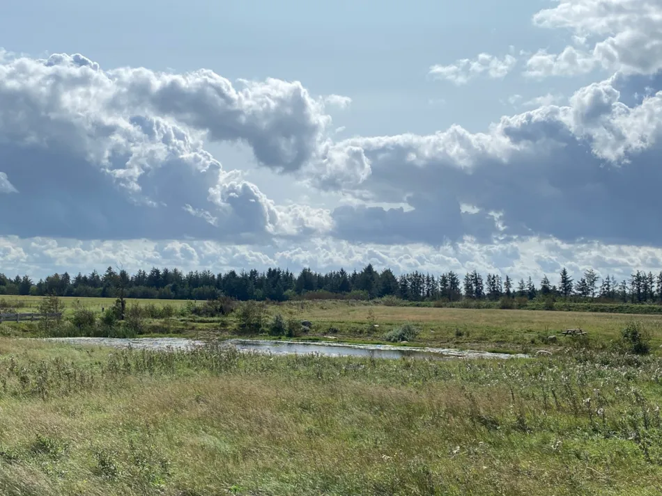 Blokhus Natur Camping