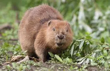 Go Ragunda  - image n°71 - UniversalBooking