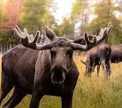 Go Ragunda  - image n°50 - UniversalBooking