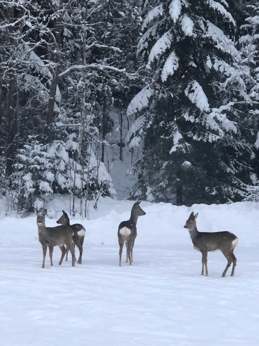 Go Ragunda  - image n°66 - UniversalBooking