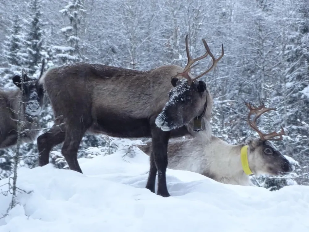 Go Ragunda  - image n°68 - UniversalBooking