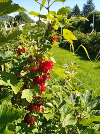 Location - Ölrun Stuga - Hammarstrands Camping