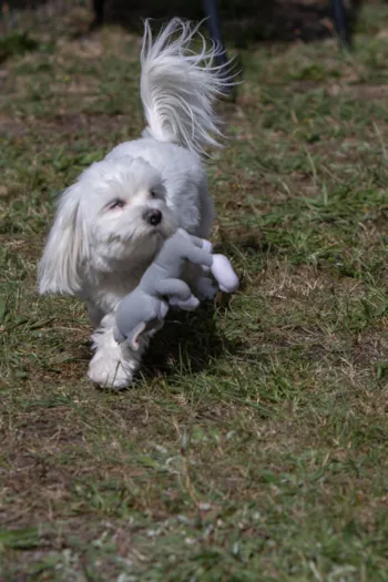 Pitch - Affordable Space At Blushøj - Blushøj Camping - Ebeltoft