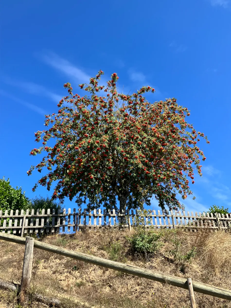 Les Rives du Lac de Laouzas