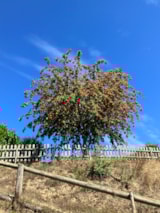 Foto #6 van Les Rives du Lac de Laouzas