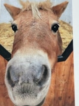 Foto #29 van Camping Løgballe