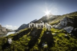 Foto #12 van Camping Simplonblick