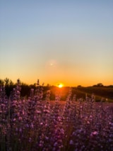 Foto #16 van Camping L’Emeraude du Verdon (anc.SaintLazare)