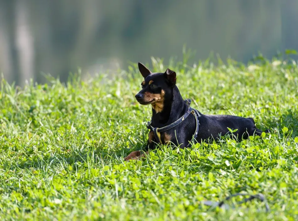 Camping Village Lago Arsiè***