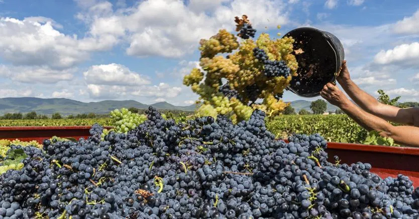 Camping Le Soline - image n°55 - UniversalBooking