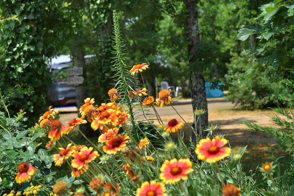 Emplacement - Emplacement Avec Électricité 10 Amp. - Camping LES 3 CANTONS