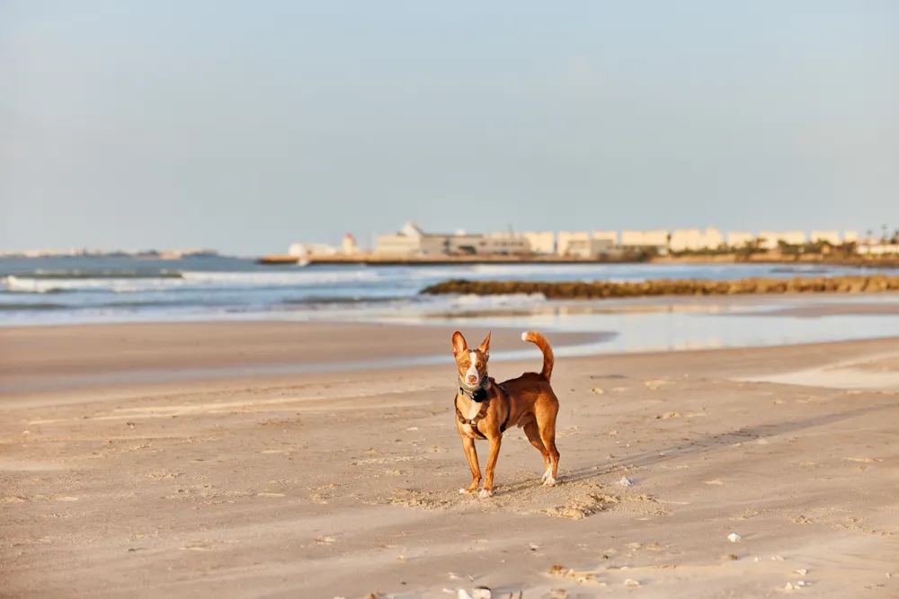 TAIGA Puerto Santa María