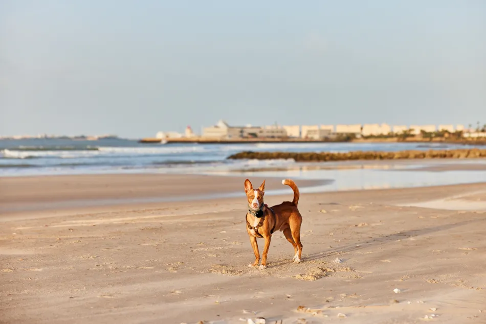 TAIGA Puerto Santa María