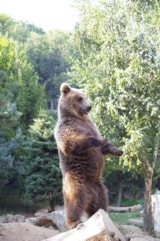 Foto #54 van Camping écovillage SOLEIL DU PIBESTE