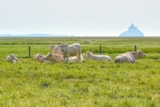Foto #27 van Camping Les Chemins Du Mont St Michel