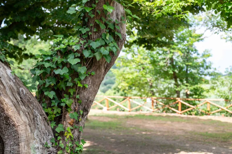 Emplacement Medium Comfort: Voiture Ou Moto + Tente/Caravane Ou Camping-Car + Électricité