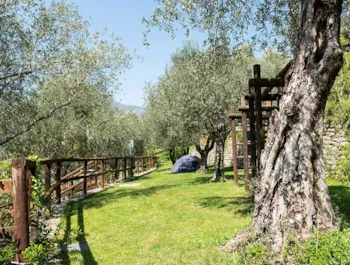 Stellplatz - Stellplatz Ulivo - Hoch Am Hang Ohne Strom, Erreichbar Nur Zu Fuss - Camping Brione