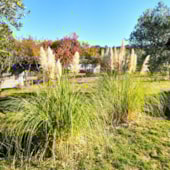 Camping Little Carpe Diem