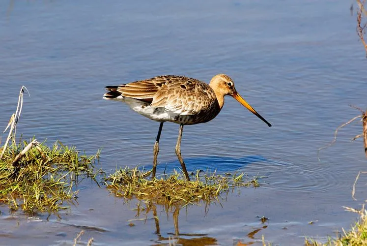 Tipperne Camping - image n°13 - UniversalBooking