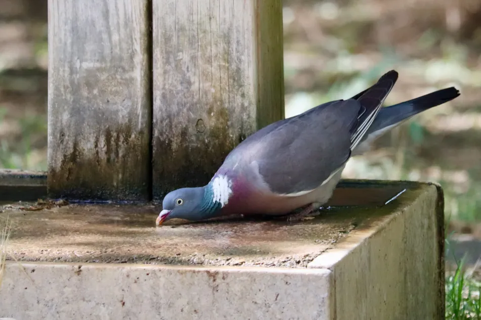 Camping Le Moulin à Vent